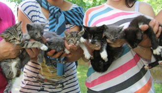 kutyamenhely, adóbevallás, adó 1+1