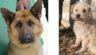 kutyamentés, állatmenhely, állatrendőrség adóbevalláskor, adó egy százalék